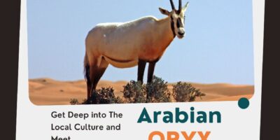 Arabian Oryx