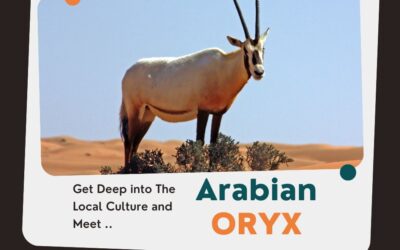 Arabian Oryx