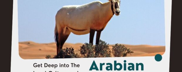 Arabian Oryx